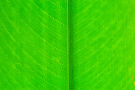 The large leaves are visible with the eye festivities.の写真素材