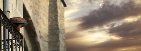 Beautiful hawk alight on a balcony preparing t fly to the skyの写真素材