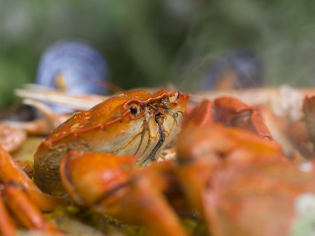 Close shot of a typical spanish paella being cooked outdoorsの写真素材