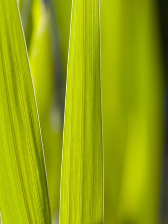 Leafs Detail