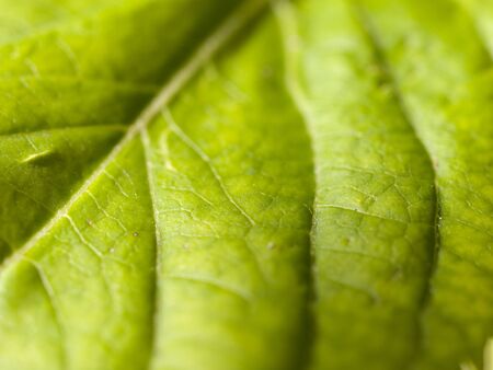 Leaf Detail