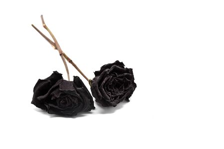 Black Withered Rosesの写真素材