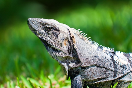 Mexican Iguanaの写真素材