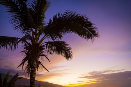 Palm Tree in a Tropical Sunset, Tenerifeの写真素材