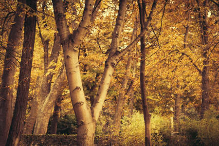 Warm Autumn Scene in the Park