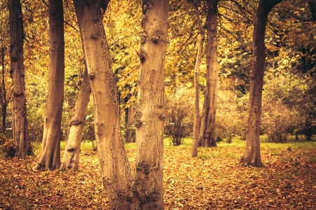 Warm Autumn Scene in the Parkの写真素材