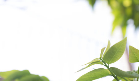 Closeup nature view of green leaf on blurred background in garden with copy space using as background naturalの写真素材