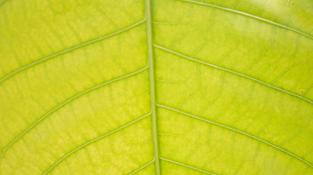 Leaves of light green leaves.の写真素材