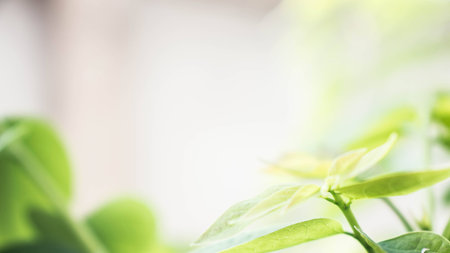 Closeup nature view of green leaf on blurred background in garden with copy space using as background naturalの写真素材