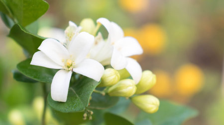 White flowers, pollen, yellow with green leaves.の写真素材