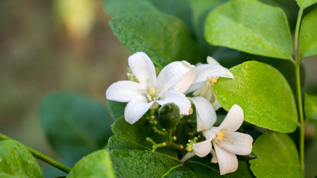 White flowers, pollen, yellow with green leaves.の写真素材