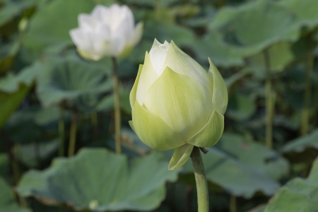 Nymphaea lotus Linnの写真素材