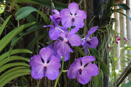 A bunch of purple orchidの写真素材