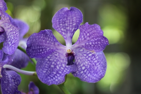 Purple orchidの写真素材