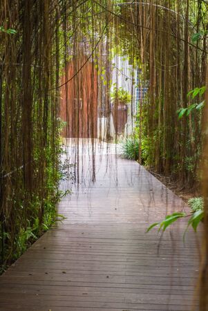 Wooden walkway in tropical botanic gardenの写真素材