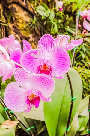 Beautiful purple orchids in gardenの写真素材
