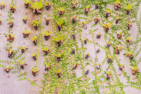 Plant on wall in desert garden, Thailandの写真素材