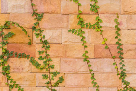 Plant on wall in desert garden, Thailand