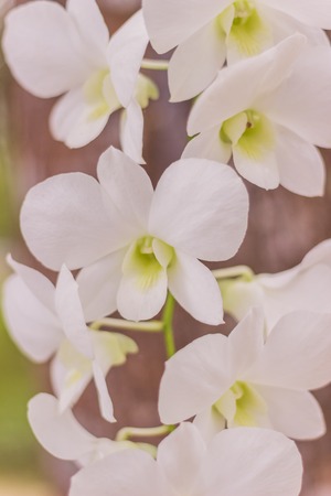 Beautiful white orchid in vertical view with tree backgroundの写真素材