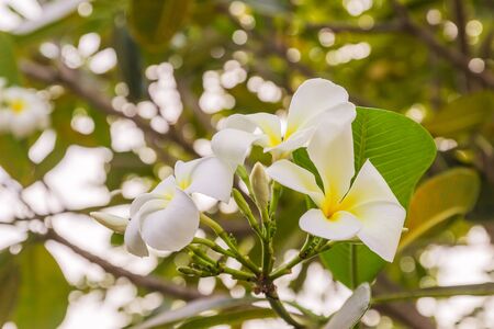 White Plumeria or frangipani flowers in gardenの写真素材