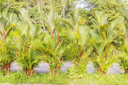 Beautiful clumping lipstick palm or Cyrtostachys renda can be used as boundary wall or any landscape fenceの写真素材