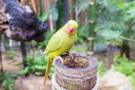 Beautiful yellow-green parrot in bird parkの写真素材