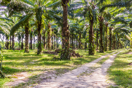 Oil palm plantation in the South of Thailandの写真素材
