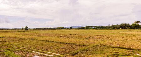 Panorama view of empty rice field in summer at rural of the South of Thailandの写真素材