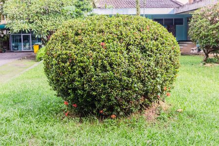 Round shape of green coniferous shrubs in outdoor gardenの写真素材