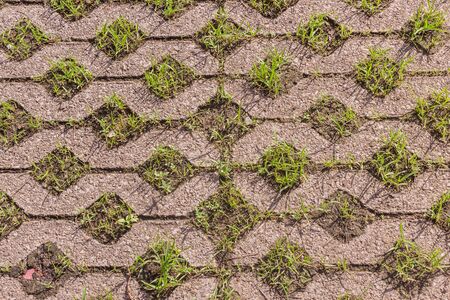 Turf concrete block pavers covered with growing green grassの写真素材