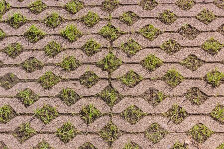 Turf concrete block pavers covered with growing green grassの写真素材