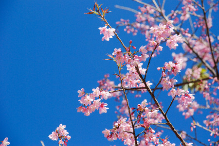 Wild Himalayan Cherry on the blue sky.の写真素材