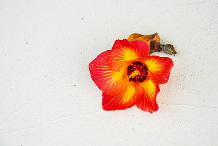 Single red flower on sand beach.の写真素材
