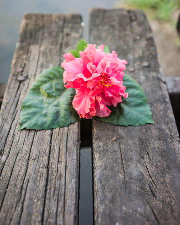 Pink flowers on wood.の写真素材