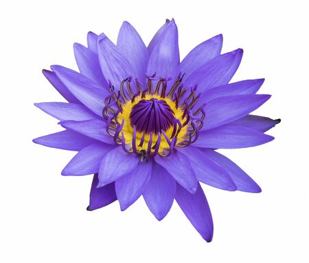 Purple lotus isolated on whiteの写真素材