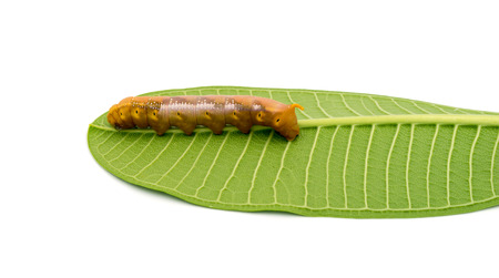 Caterpillar on white backgroundの写真素材