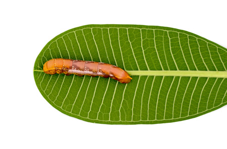 Caterpillar on white backgroundの写真素材