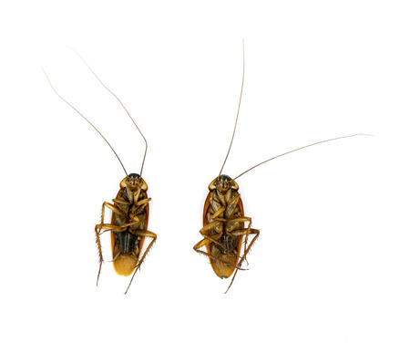 Cockroach on white background