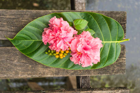 Pink flowers on wood.の写真素材