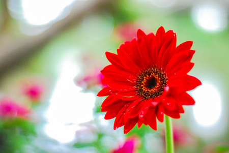 Blurred gerbera red flowers on green bokeh backgroundの写真素材