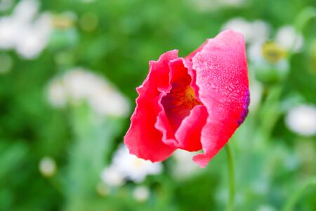 Blurred red poppy flowers on green bokeh backgroundの写真素材