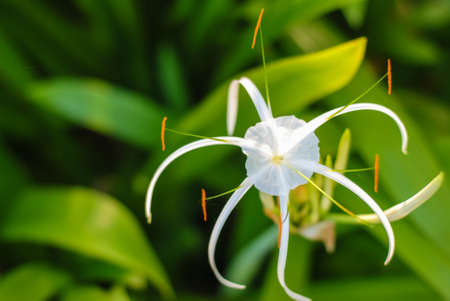 Blurred white flowers on green bokeh backgroundの写真素材