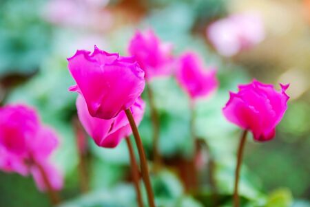 Blurred cyclamen rose flowers on green bokeh backgroundの写真素材