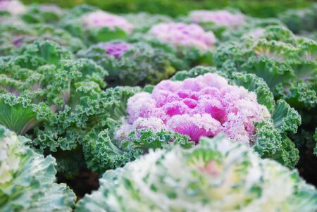 Blurred Purple lettuce on bokeh backgroundの写真素材