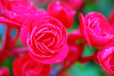 Blurred cyclamen rose flowers on green bokeh backgroundの写真素材