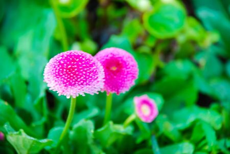 Blurred small pink flowers on green bokeh backgroundの写真素材