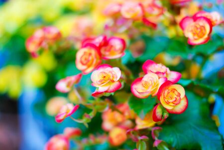 Blurred small yellow flowers on green bokeh backgroundの写真素材