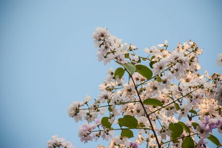 Lagerstroemia floribundaの写真素材