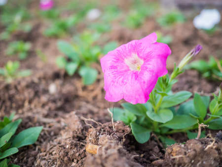 Blurred pink flowers on green bokeh backgroundの写真素材