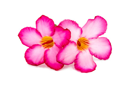 Pink flower isolated on white background.の写真素材